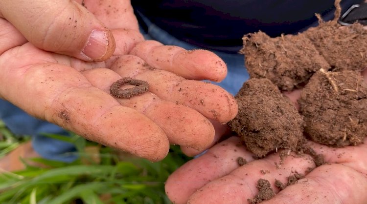 Artigo: Conservação do solo garante segurança alimentar e sustentabilidade da agropecuária