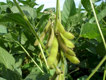 Pesquisa expande possibilidades para produção sustentável de soja
