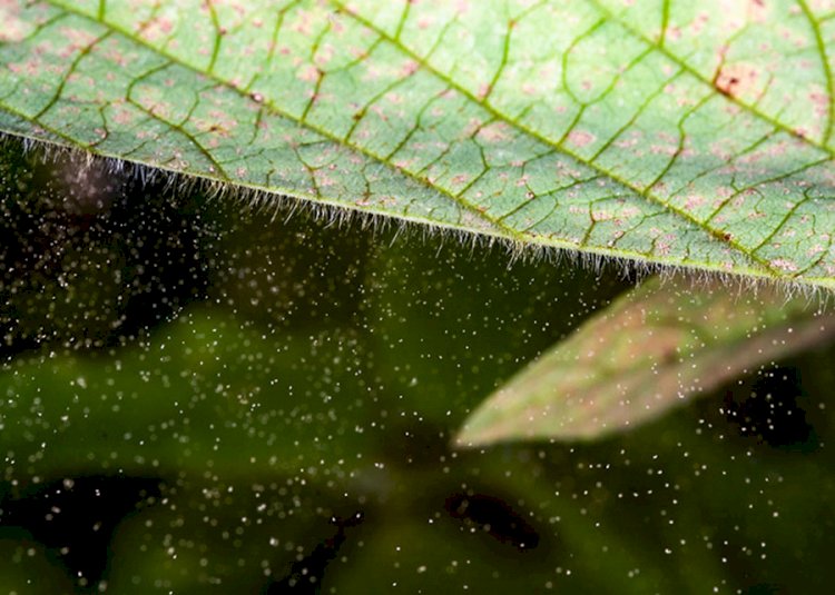 Doenças em lavouras devem se intensificar com as mudanças climáticas, alerta Embrapa