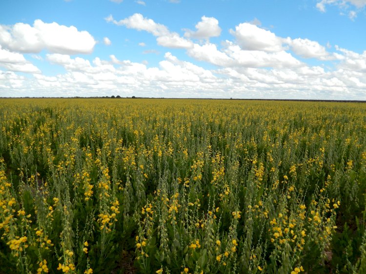 A importância da sanidade das sementes forrageiras e de cobertura na sustentabilidade da agricultura no Brasil