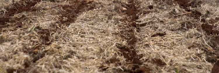 Pesquisas do Napi-Prosolo geram recomendações práticas para proteger lavouras e reduzir impactos ambientais