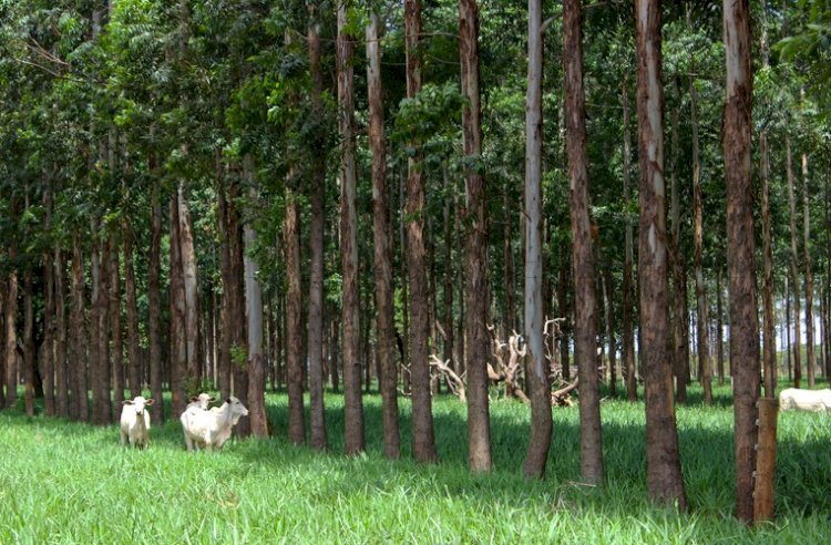 Brasil mede carbono no campo e mostra caminhos para agro de baixo carbono