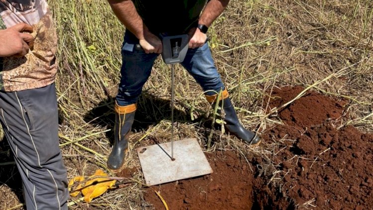 Produtores colhem 35 t/ha de silagem e recuperam solo compactado 