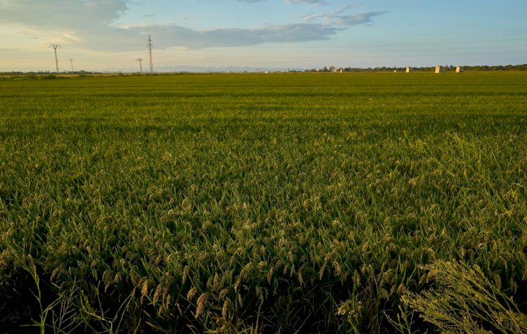 Plantas de cobertura ganham espaço na agronomia e transformam lavouras, paisagens e pastagens