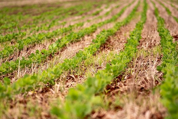 Adoção de boas práticas reduz custos de produção da soja paranaense