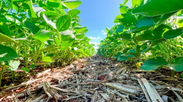 Pesquisa comprova eficácia da agricultura regenerativa no controle de pragas em lavouras comerciais de soja