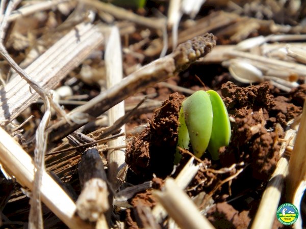 Sabedoria ecológica no Sistema Plantio Direto